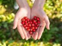 Hawthorn: A Beginner’s Guide to Its Health Benefits and&nbsp;Uses