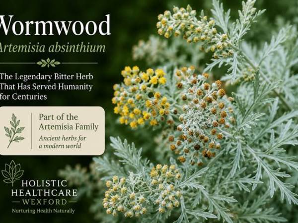 Wormwood (Artemisia absinthium)